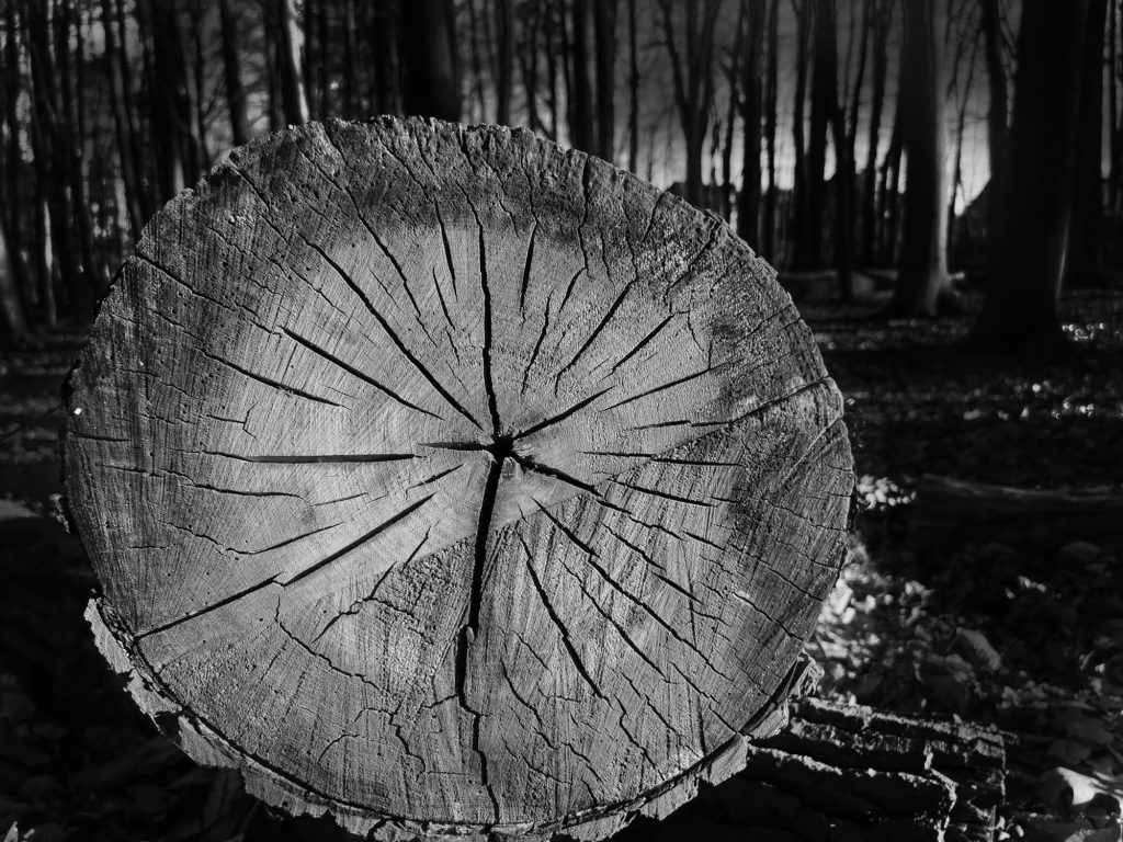 ARS-Fotografie Leica Baumstamm schwarz-weiß
