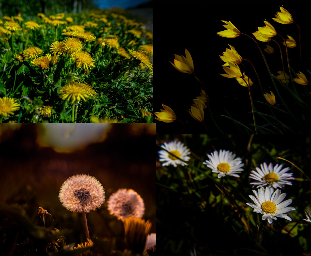 ARS-Fotografie Leica Frühlingsblumen